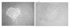 iPSC colony from rat dermal fibroblast