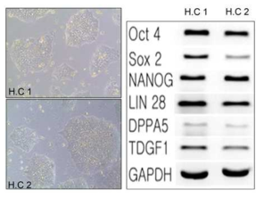 iPSC quality control (western blot)