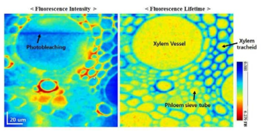 Maize Vascular Tissue 측정 이미지