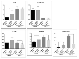 TGF-β로 섬유화 유발 자극을 주었을 때 LOLX2(-) HK-2 세포에서 α-SMA, vimentin, fibronectin 등 mesenchymal 표지자의 발현이 감소함