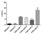 Folic acid와 vehicle 주입 마우스의 4주 혹은 6주 후 신장조직에서 LOXL2 mRNA의 발현 비교