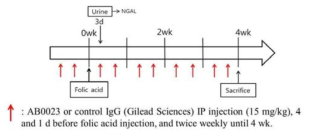 Folic acid와 AB0023 처치 개요