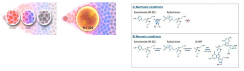 미국 스레숄드의 hypoxia 환경에서 활성화 되는 항암제 TH-302