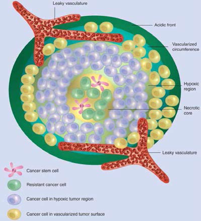 암조직 내의 산소, 혈관, 암줄기세포 모식도