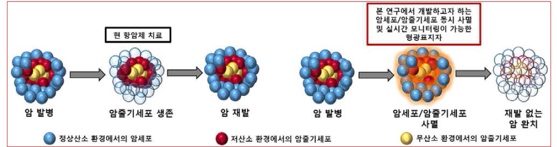 본 연구에서 개발하고 있는 실시간 모니터링이 가능한 암세포/암줄기세포를 동시 사멸을 유도하는 스마트 표적항암제