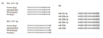 (A) dre-miR-141, dre-miR-171-3p의 사람, 제브라피쉬, 마우스, 랫드의 시퀀싱 비교. (B) dre-miR-141 그룹 비교