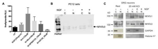 NGF-MAKP-NFAT 신호전달(A) 및 NFATc3 western blot (B,C)
