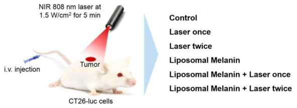 멜라닌 함유 나노 리포좀의 암 치료효과 평가 시험