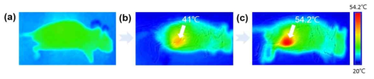 암 조직의 IR thermal 사진: (a) 레이저 조사 전 마우스; (b) 레이저만을 조사한 후 마우스; (c) 멜라닌 함유 나노 리포좀을 주사하고 레이저를 조사한 마우스