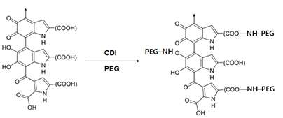 Melanin-PEG 컨쥬게이트 합성을 위한 화학적 반응 모식도