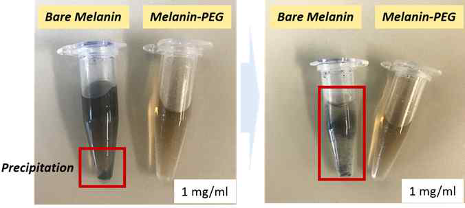 수용액에 분산된 melanin과 melanin-PEG 컨쥬게이트의 사진: 분산 후 24시간 (왼쪽), 분산 후 7일 (오른쪽)