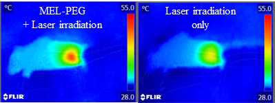 4T1 암 모델 마우스에 melanin-PEG 컨쥬게이트를 정맥 주사하고 레이저 조사한 후 열적외선 사진