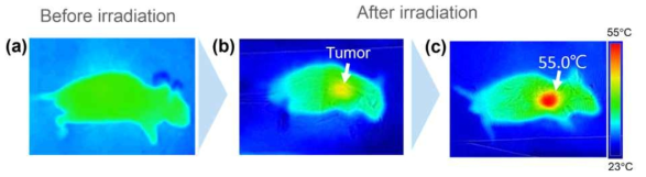 마우스 xenograft 암 모델에 레이저 조사 (a)전과 (b)후, (c)멜라닌 함유 PEO-PPO-PEO block 공중합체 용액을 주사하고 레이저 조사 후 열적외선 카메라 사진