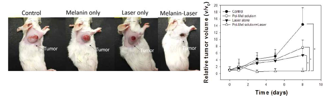 CT26(w/luc gene) xenograft 암 모델 사진. 암의 크기가 50 mm3일 때, 50 μL 멜라닌 함유 PEO-PPO-PEO block 공중합체 용액 (0.33 mg/mL)을 암 부위에 직접주사하고 808 nm, 1.5 W/cm2 레이저로 3 min 동안 조사하고 8일 후의 마우스 사진과 세포성장 곡선