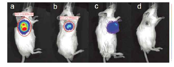 CT26(w/luc gene) xenograft 암 모델 bioluminescence영상 (a) control; (b) melanin-PEO-PPO-PEO 용액; (c) 레이저 조사; (d) melanin-PEO-PPO-PEO 용액 주사 후 레이저 조사