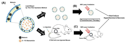 멜라닌 함유 나노리포좀을 이용한 광열 암 치료 과정