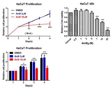 ANO1 특이적 blocker Ani9에 의한 피부각질세포의 proliferation 양상