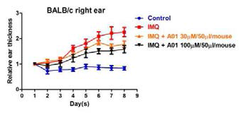 Imiquimod에 유도 된 쥐 모델에서 ANO1 blocker에 의한 귀의 두께 변화 양상