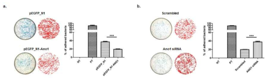 ANO1 발현 수준에 따른 Bacterial Adherence ability 분석 (a. ANO1의 과발현된 HCEC에서 박테리아의 침윤 정도; b. ANO1의 knock-down된 HCEC에서 박테리아의 침윤정도)