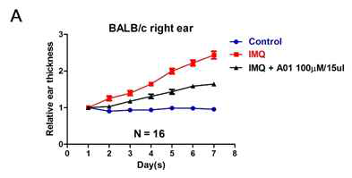 Imiquimod에 유도 된 쥐 모델에서 ANO1 blocker에 의한 귀의 두께 변화 양상