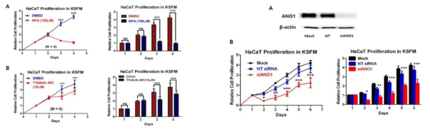 HaCaT cell에서 ANO1 저해제 및 siRNA에 의한 세포 증식에 대한 영향
