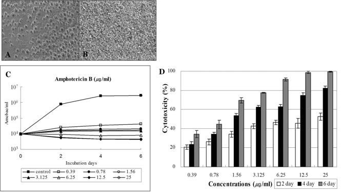 The effects of amphotericin B on N. fowleri trophozoites (1×104/ml). (A) AmphotericinB; (B) Control; (C) Growth curve of N. fowleri; (D) In vitro cytotoxicity of N. fowleri trophozoites by LDH release assay