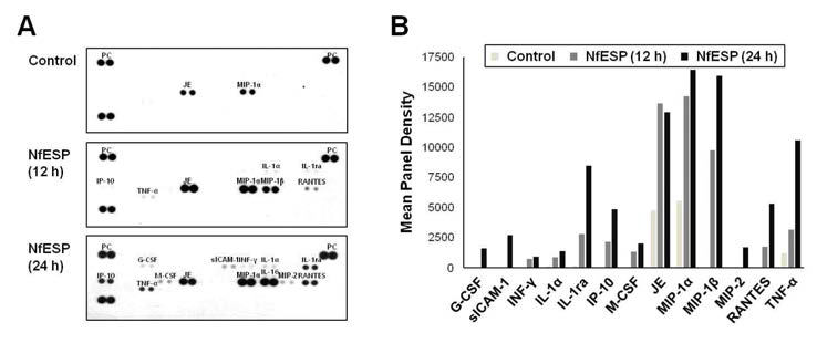 Cytokine profile analysis in BV-2 cells stimulated by NfESP. (A) Cytokine array assay. (B) Quantitative analysis of mean density of the cytokine array assay