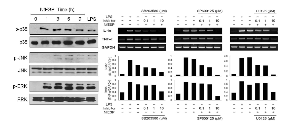 Activation of MAPK in BV-2 cells by NfESP. / Effect of p38, JNK and ERK inhibitors on the expression of IL-α and TNF-α in BV-2 cells stimulated with NfESP. Different concentrations of p38 inhibitor (SB203580), JNK inhibitor (SP600125) or ERK inhibitor (U0126) was pretreated to BV-2 cells for 3h and the cells were further incubated with NfESP (20 μg/ml) for 24 h