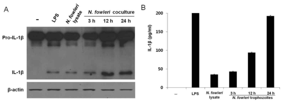 IL-1β expression in THP-1 cells co-cultured with N. fowleri trophozoites in a non-contact system. (A) Lane 1, control (THP-1 cell lysate); lane 2, THP-1 + LPS; lane 3, THP-1 + N. fowleri lysate; lane 4, 5 and 6, THP-1 + N. fowleri trophozoites for 3 h, 12 h and 24 h, respectively. (B) IL-1β secretion from THP-1 cells co-cultured with N. fowleri trophozoites in a non-contact system