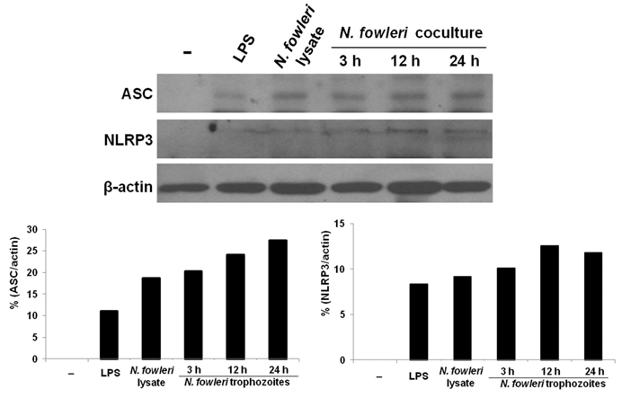 NLRP3 and ASC expression inTHP-1 cells co-cultured with N. fowleri trophozoites in a non-contact system