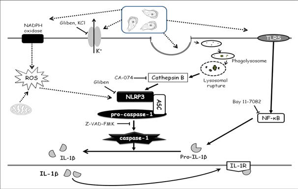 The possible hypothesis for inflammasome pathway in target THP-1 cells due to N. fowleri infection, as postulated in this study