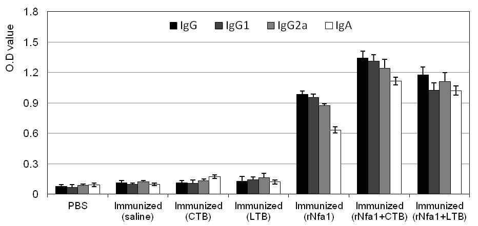 Nfa1-specific immune response in mice intranasally immunized with the rNfa1 protein