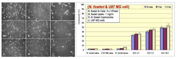 Light microscopic images / In vitro cytotoxicity of N. fowleri against U87MG cells in a non-contact system by LDH release assay