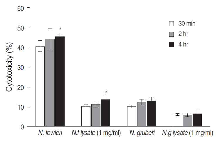 In vitro cytotoxicity of N. fowleri against U87MG cells in a non-contact system by LDH release assay. The N. fowleri trophozoites showed higher cytotoxicity than those of N. gruberi trophozoites, N. fowleri lysate and N. gruberi lysate used as the control group