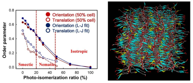 광 이성질화 비율 증가에 의한 방향 및 병진 질서도 감소 및 이에 대한 CG MD 모델
