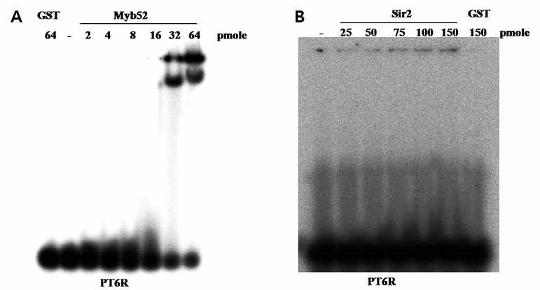 GST (64 pmole) 또는GST-Myb52(A) 및 또는GST-Sir2(B)를 이용하여 동위원소로 표지된 외가닥 텔로미어 DNA ((TTTAGGG)6)와 결합을 EMSA로 확인함