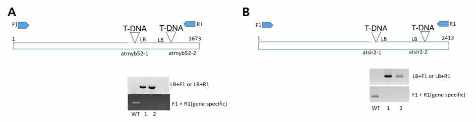 Myb52 및 Sir2 유전자에 T-DNA가 삽입된 homozygous mutant 라인 확보. 화살표에 해당하는 primer를 이용한 RT-PCR로 돌연변이체 분리 및 확인함