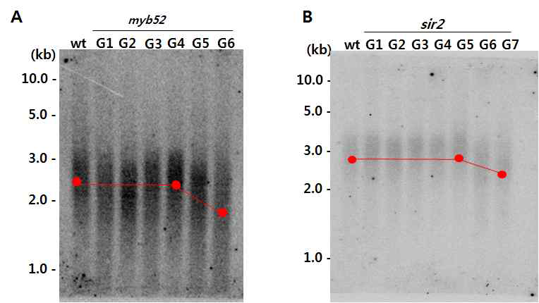 Myb52 및 Sir2 유전자에 T-DNA가 삽입된 돌연변이체에서 세대별 telomere 길이를 분석한 결과