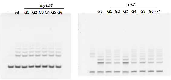 TRAP (telomere repeat amplification protocol) 기법를 이용하여 telmerase 활성을 조사한 결과 Myb52와 Sir2 돌연변이체에서 세대별 telomerase 활성은 변화가 없었음