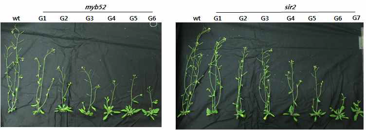 Myb52 및 Sir2 유전자에 T-DNA가 삽입된 돌연변이체에서 세대가 증가함에 따라 식물체 성장 이상을 초래함을 발견