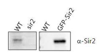 GFP-fusion 단백질을 발현하는 형질전환체(GFP-Sir2)를 제작하여 sir2 돌연변이체와 비교하여 단백질 과발현을 Western blot 기법으로 확인
