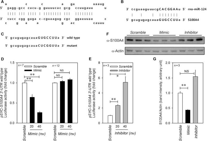 miR-124 targets S100A4
