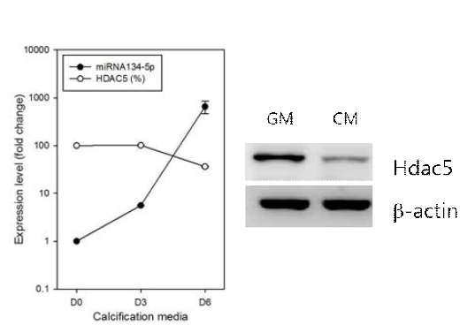 miRNA134-5p는 석회화자극에 의해 증가하며 타겟 유전자인 HDAC5는 감소함이 확인