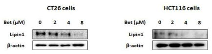 대장암 세포에서 화피의 유효성분 betulin에 의한 Lipin1의 발현 감소