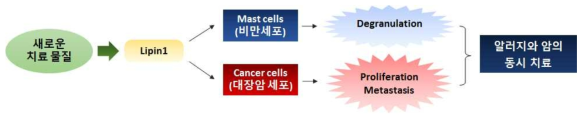 Lipin1의 조절에 의한 알러지 및 대장암 치료 가능성