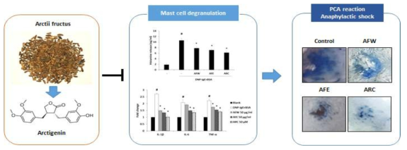 우방자와 유효성분인 arctigenin에 의한 비만세포 매개성 항알러지 효능
