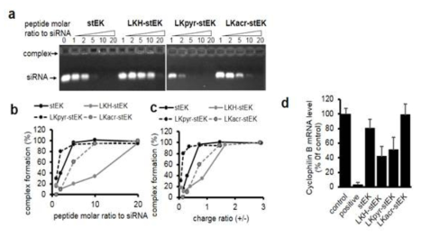 방향족 잔기를 포함하는 스테이플 펩타이드의 siRNA 결합 능력 및 siRNA 전달 능력 비교. a) gel retardation assay를 통한 stEK 및 관련 방향족 아미노산을 포함하는 펩타이드의 siRNA와의 complex 형성 능력 비교 b) dose dependent complex formation. c) charge-dependent complex formation. b-c)는 a)의 gel에서의 complex 형성 정도를 band intensity로 비교