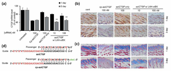 LKH-stEK를 이용한 asiCTGF in vivo 효과, 마우스 스킨 모델에서 LKH-stEK에 의해 전달된 asiCTGF에 의한 타겟 유전자의 저해효과 확인. a) 10 nM asiCTGF와 500 nM LKH-stEK 및 b) 100 nM asiCTGF와 5 μM LKH-stEK를 주사하여 1, 3, 5일 후 mRNA 저해정도 확인. Immunohistochemistry를 이용한 주사후 3일째에 발현 저해된 b) 단백질 CTGF 및 c) collagen의 확인