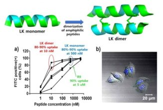 다이설파이드 다이머의 형성에 의한 세포투과 능력의 향상. a) 유세포분석기를 이용한 세포투과 능력 확인. FITC로 표지된 각 농도의 펩타이드를 HeLa cell에 12시간 incubation하여 형광이 확인된 세포를 %로 나타냄. b) fluorescence confocal microscopy를 이용한 HeLa 세포 내의 펩타이드 확인