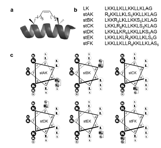 stapled LK peptide a) stapled LK peptide의 알파나 선구조 b) LK peptide 및 hydrocarbon linker의 도입 위치에 따른 stapled LK peptide의 아미노산 시퀀스 c) stapled LK peptides의 helical wheel diagram